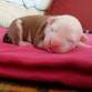 phoebe  con 1 semana de vida